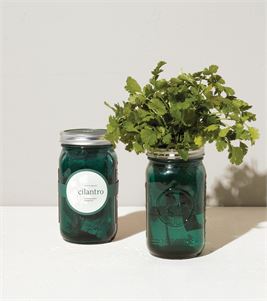 Cilantro Garden Jar