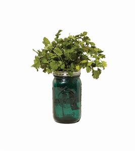 Cilantro Garden Jar